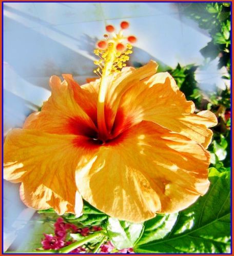 Hibiskusbluete
